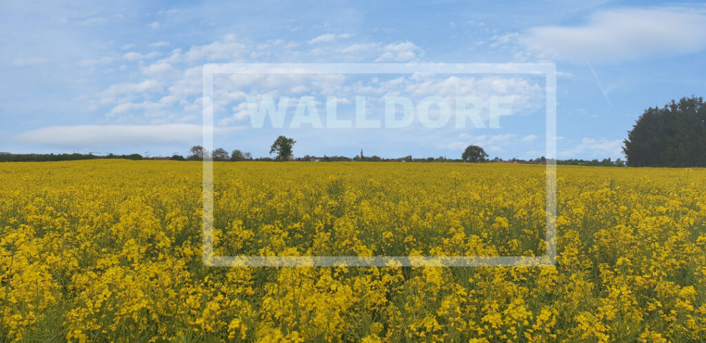 Walldorf im Mai